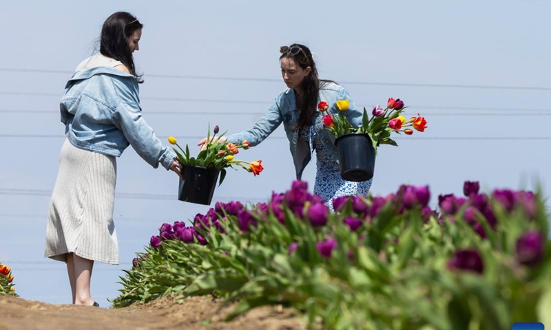 People pick tulips at a tulip pick farm in Ridgeville, Ontario, Canada, on April 29, 2024. (Photo by Zou Zheng/Xinhua)