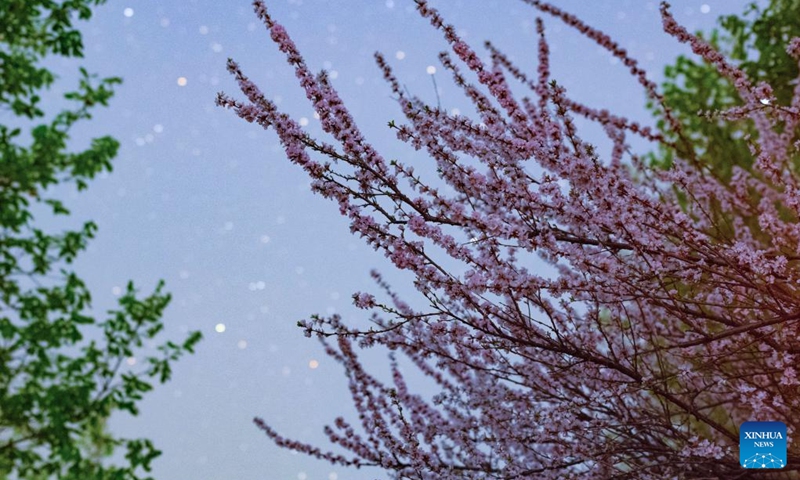 This photo taken on April 30, 2024 shows plum flowers under the starry sky in Jiamusi, northeast China's Heilongjiang Province. Photo: Xinhua