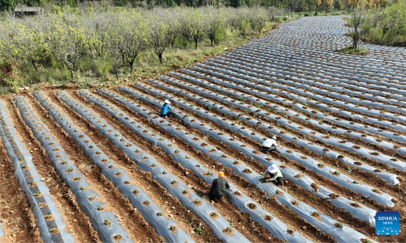 A drone photo taken on May 4, 2024 shows farmers tending hot pepper seedlings in Beihai Town, Tengchong City of southwest China's Yunnan Province. Chinese farmers are busy with field works with the approaching of Lixia, the seventh solar term on the Chinese lunar calendar that marks the beginning of summer. Photo: Xinhua