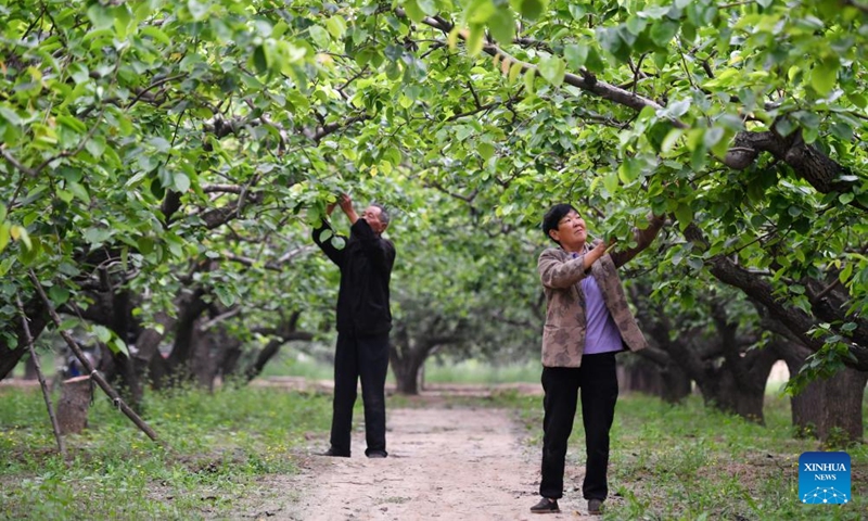Farmers check pear trees at an orchard in Mayu Town, Shijiazhuang City of north China's Hebei Province, May 4, 2024. Chinese farmers are busy with field works with the approaching of Lixia, the seventh solar term on the Chinese lunar calendar that marks the beginning of summer. Photo: Xinhua