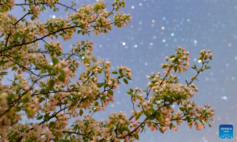 This photo taken on May 1, 2024 shows pear flowers under the starry sky in Jiamusi, northeast China's Heilongjiang Province. Photo: Xinhua