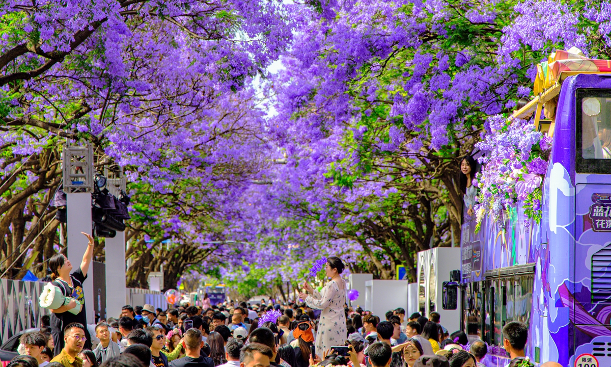 The jacaranda trees on Jiaochang Middle Road in Kunming, Southwest China's Yunnan Province, are in full bloom, attracting tourists to come and enjoy the flower-viewing frenzy on May 4, 2024. Photo: VCG