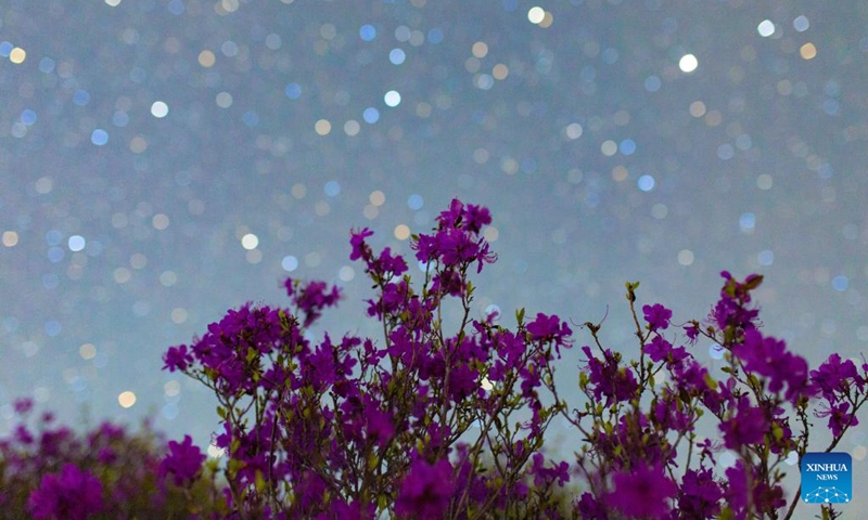 This photo taken on April 28, 2024 shows rhododendrons under the starry sky in Jiamusi, northeast China's Heilongjiang Province. Photo: Xinhua