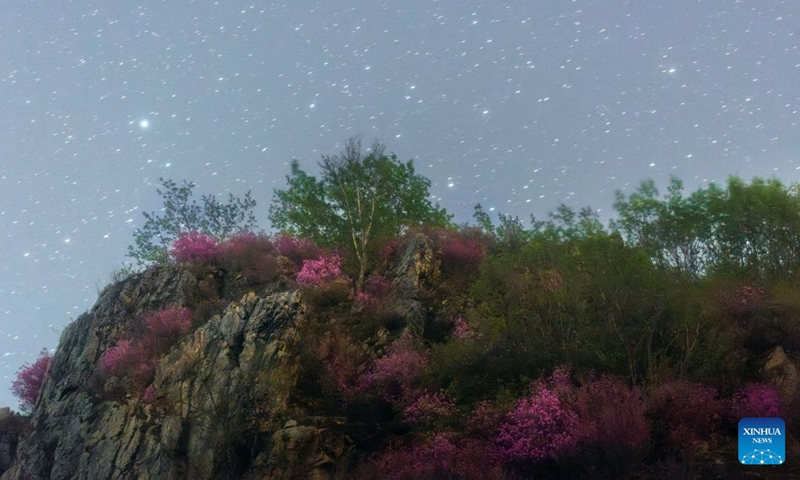 This photo taken on May 1, 2024 shows rhododendrons under the starry sky in Jiamusi, northeast China's Heilongjiang Province. Photo: Xinhua
