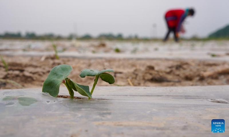 A farmer plants cotton seedlings at a field in Changjia Town, Zibo City of east China's Shandong Province, May 4, 2024. Chinese farmers are busy with field works with the approaching of Lixia, the seventh solar term on the Chinese lunar calendar that marks the beginning of summer. Photo: Xinhua