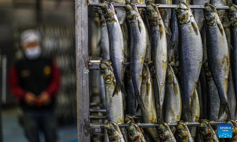 Processed fish are seen before being smoked at a factory in Port Said, Egypt, May 5, 2024. Smoked fish is one of the staple meals by Egyptians during the Sham el-Nessim, a traditional Egyptian festival marking the beginning of spring, which is celebrated on May 6 this year. Photo: Xinhua