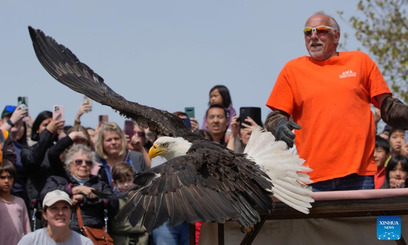 A bald eagle is released to the wild during an open house event at the Orphaned Wildlife (OWL) raptor rehabilitation center in Delta, British Columbia, Canada, on May 4, 2024. The two-day open house event held on May 4 and 5 offered opportunities to the general public to visit the facility and learn about the conservation work done for wild birds, thereby increasing public awareness of raptors, their habitat, and the environmental impact on people. Photo: Xinhua