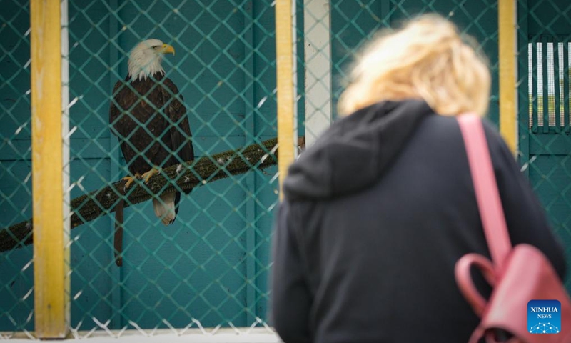 A bald eagle is pictured during an open house event at the Orphaned Wildlife (OWL) raptor rehabilitation center in Delta, British Columbia, Canada, on May 4, 2024. The two-day open house event held on May 4 and 5 offered opportunities to the general public to visit the facility and learn about the conservation work done for wild birds, thereby increasing public awareness of raptors, their habitat, and the environmental impact on people. Photo: Xinhua