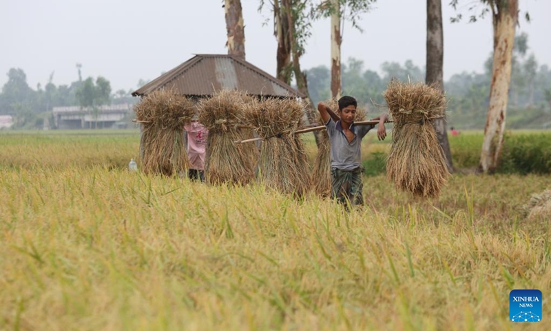 Farmers carry bundles of rice grain stalks during the rice harvesting season in Natore, Bangladesh on May 4, 2024. Photo: Xinhua