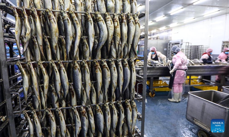 Processed fish are seen before being smoked at a factory in Port Said, Egypt, May 5, 2024. Smoked fish is one of the staple meals by Egyptians during the Sham el-Nessim, a traditional Egyptian festival marking the beginning of spring, which is celebrated on May 6 this year. Photo: Xinhua