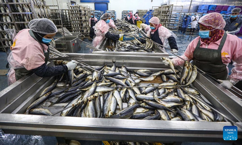 Workers prepare fish to be smoked at a factory in Port Said, Egypt, May 5, 2024. Smoked fish is one of the staple meals by Egyptians during the Sham el-Nessim, a traditional Egyptian festival marking the beginning of spring, which is celebrated on May 6 this year. Photo: Xinhua