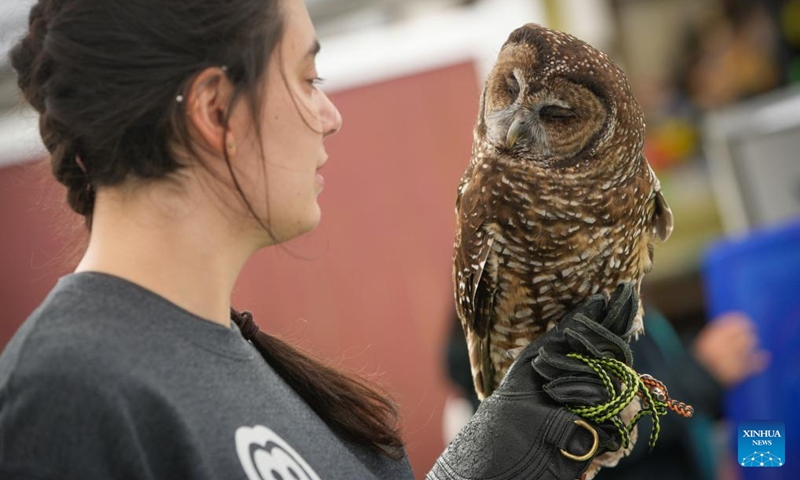 A staff member holds an owl in her arm during an open house event at the Orphaned Wildlife (OWL) raptor rehabilitation center in Delta, British Columbia, Canada, on May 4, 2024. The two-day open house event held on May 4 and 5 offered opportunities to the general public to visit the facility and learn about the conservation work done for wild birds, thereby increasing public awareness of raptors, their habitat, and the environmental impact on people. Photo: Xinhua