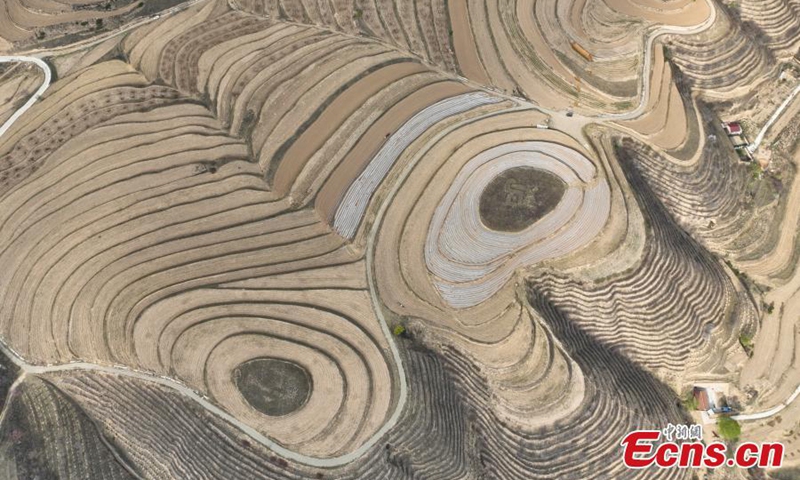 Spectacular scenery of terraced fields on the loess plateau in Pengyang, northwest China's Ningxia Hui Autonomous Region, May 5, 2024. Photo: China News Service


