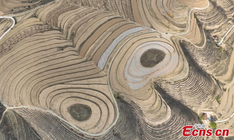 Spectacular scenery of terraced fields on the loess plateau in Pengyang, northwest China's Ningxia Hui Autonomous Region, May 5, 2024. Photo: China News Service


