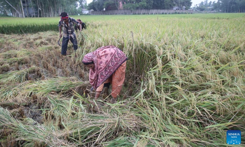 Farmers use sickles to harvest the rice in a field in Natore, Bangladesh on May 4, 2024. Photo: Xinhua
