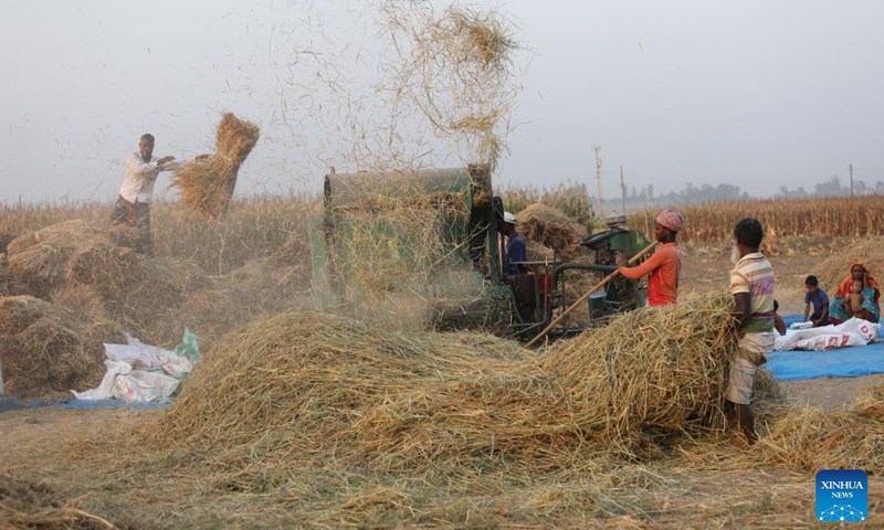 Farmers use a threshing machine to harvest the rice in Natore, Bangladesh on May 3, 2024. Photo: Xinhua