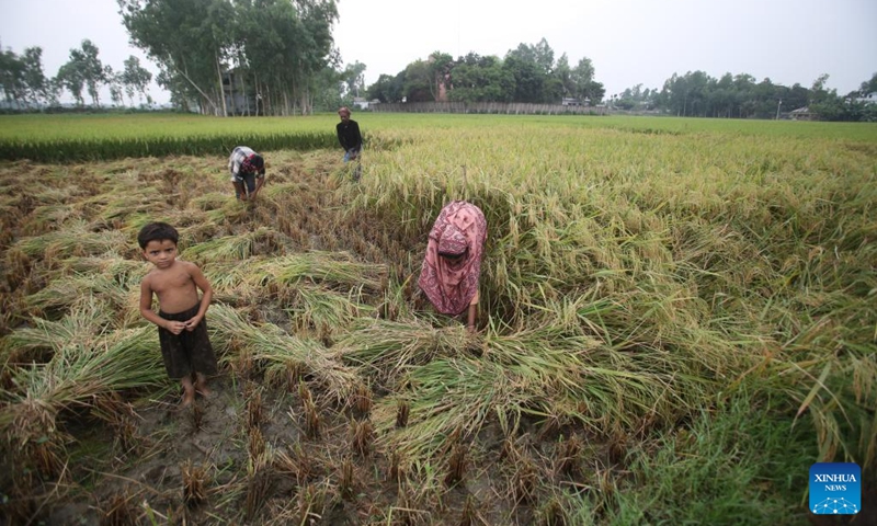 Farmers use sickles to harvest the rice in a field in Natore, Bangladesh on May 4, 2024. Photo: Xinhua