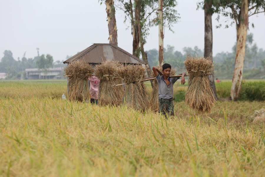 Farmers carry bundles of rice grain stalks during the rice harvesting season in Natore, Bangladesh on May 4, 2024. (Photo: Xinhua)