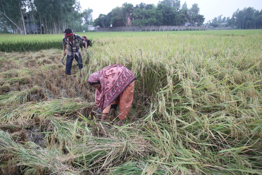Farmers use sickles to harvest the rice in a field in Natore, Bangladesh on May 4, 2024.(Photo: Xinhua)