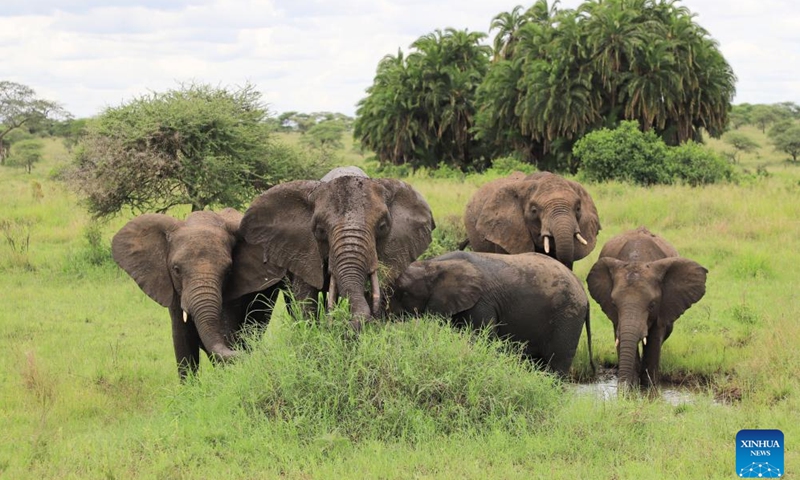 Elephants are seen at Serengeti National Park in Tanzania, May 3, 2024. The Serengeti National Park, a World Heritage Site located in northern Tanzania, is renowned for its massive annual migration of wildebeest and zebra.(Photo: Xinhua)