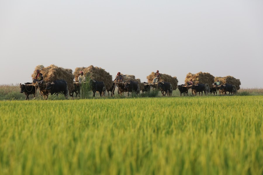 Farmers use bullock carts to bundles of rice grain stalks during the rice harvesting season in Natore, Bangladesh on May 3, 2024.(Photo: Xinhua)