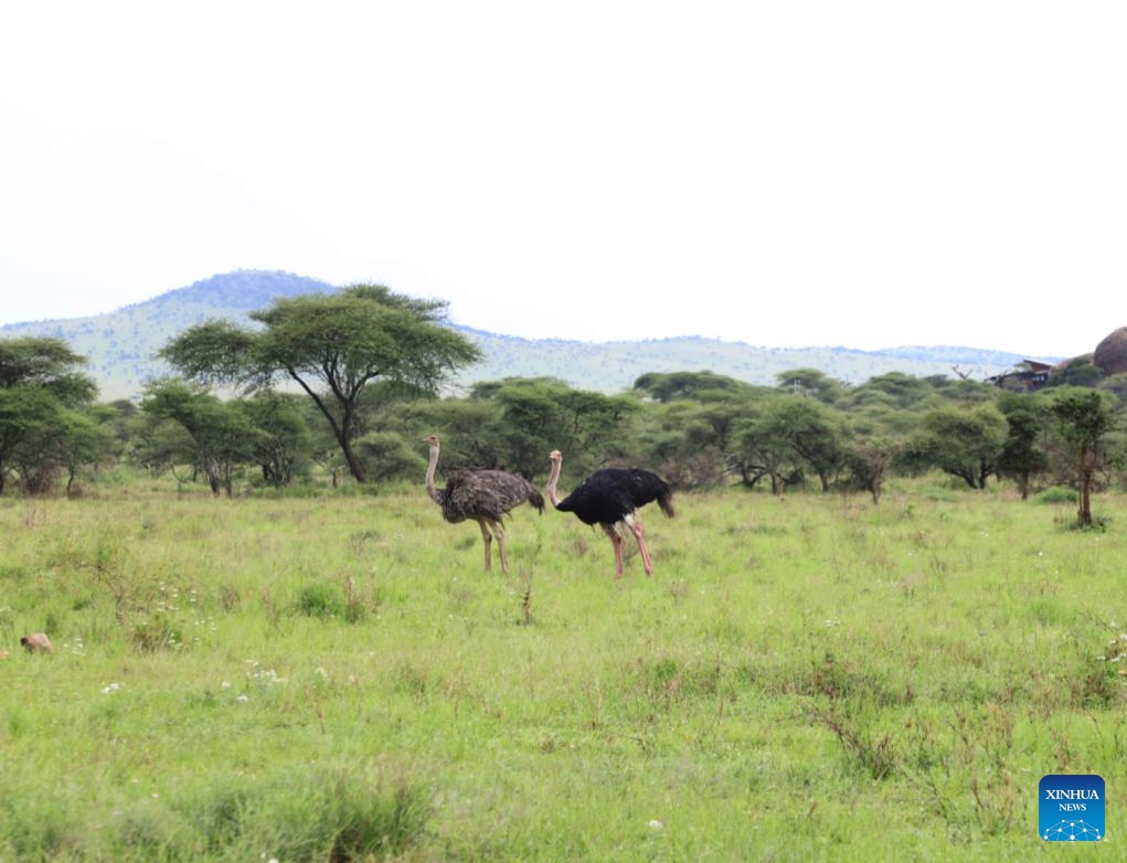 Ostriches are seen at Serengeti National Park in Tanzania, May 3, 2024. The Serengeti National Park, a World Heritage Site located in northern Tanzania, is renowned for its massive annual migration of wildebeest and zebra.(Photo: Xinhua)