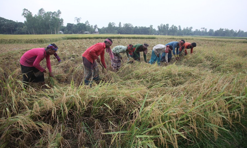Farmers use sickles to harvest the rice in a field in Natore, Bangladesh on May 4, 2024.(Photo: Xinhua)