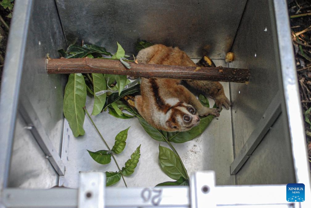 A Javan slow loris is seen in a box before being released to the wild in West Java, Indonesia, May 7, 2024. Six Javan slow lorises have been released to the wild after receiving treatment at IAR Indonesia rehabilitation center.(Photo: Xinhua)