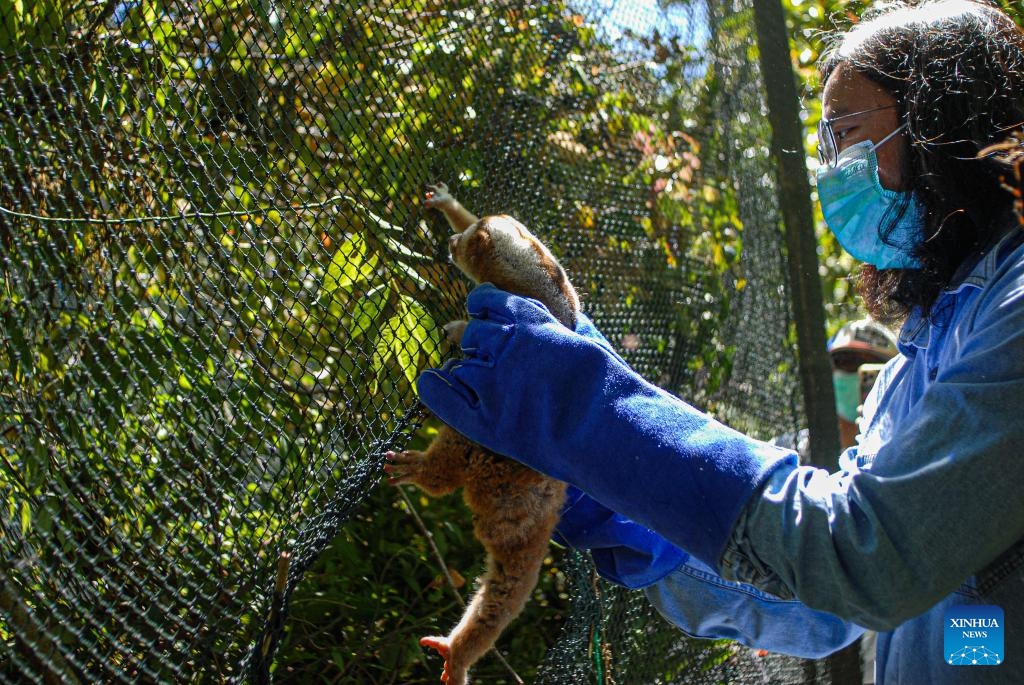 A member of International Animal Rescue (IAR) Indonesia holds a Javan slow loris before releasing it to the wild in West Java, Indonesia, May 7, 2024. Six Javan slow lorises have been released to the wild after receiving treatment at IAR Indonesia rehabilitation center.(Photo: Xinhua)