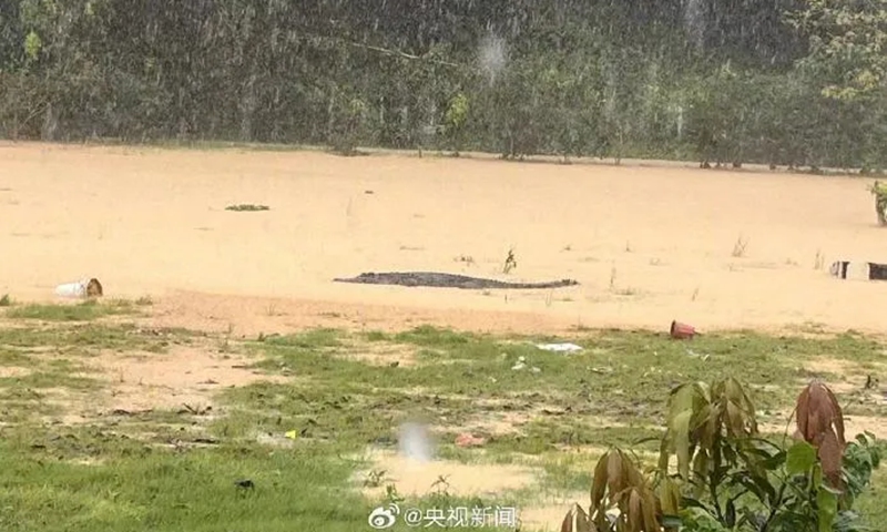 A crocodile at large Photo: Screenshot from CCTV