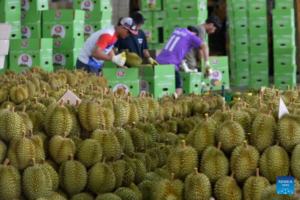 Workers pack durians at a durian processing factory in Chanthaburi, Thailand, May 7, 2024.(Photo: Xinhua)