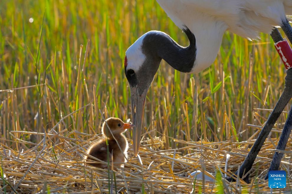 A red-crowned crane guards its chick and egg at Zhalong National Nature Reserve in Qiqihar, northeast China's Heilongjiang Province, May 7, 2024. Zhalong National Nature Reserve has made a detailed plan to ensure an ideal environment as the captive-bred red-crowned cranes there are in their breeding season.(Photo: Xinhua)