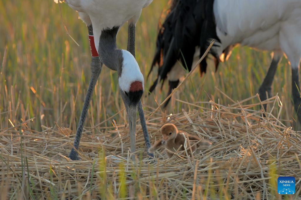 A red-crowned crane guards its chick and egg at Zhalong National Nature Reserve in Qiqihar, northeast China's Heilongjiang Province, May 7, 2024. Zhalong National Nature Reserve has made a detailed plan to ensure an ideal environment as the captive-bred red-crowned cranes there are in their breeding season.(Photo: Xinhua)
