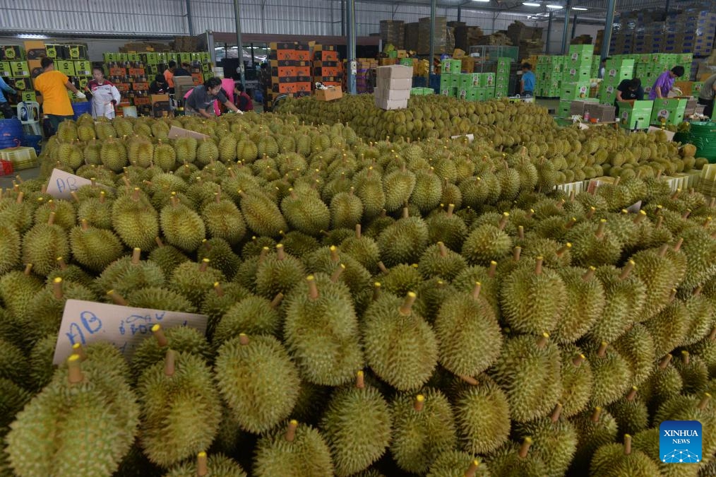 Durians are seen at a processing factory in Chanthaburi, Thailand, May 7, 2024.(Photo: Xinhua)
