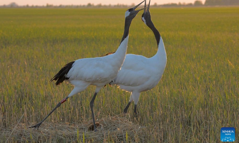 Red-crowned cranes are pictured near their nest at Zhalong National Nature Reserve in Qiqihar, northeast China's Heilongjiang Province, May 7, 2024. Zhalong National Nature Reserve has made a detailed plan to ensure an ideal environment as the captive-bred red-crowned cranes there are in their breeding season.(Photo: Xinhua)