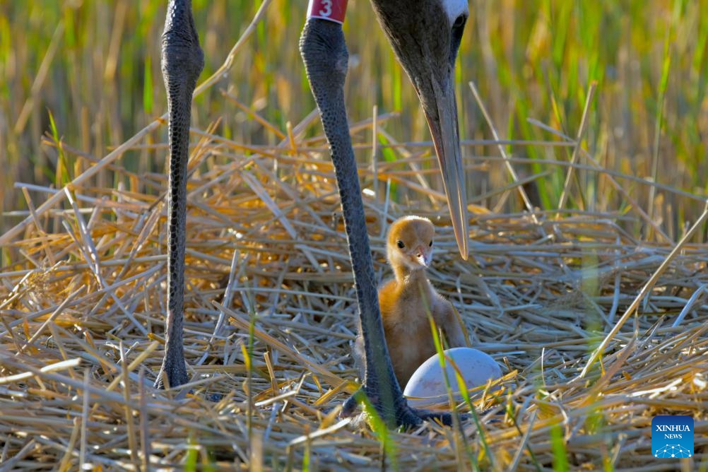 A red-crowned crane guards its chick and egg at Zhalong National Nature Reserve in Qiqihar, northeast China's Heilongjiang Province, May 7, 2024. Zhalong National Nature Reserve has made a detailed plan to ensure an ideal environment as the captive-bred red-crowned cranes there are in their breeding season.(Photo: Xinhua)