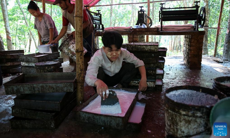 Villagers work at a rubber plantation in Kawhmu Township of Yangon Region, Myanmar, May 8, 2024.(Photo: Xinhua)