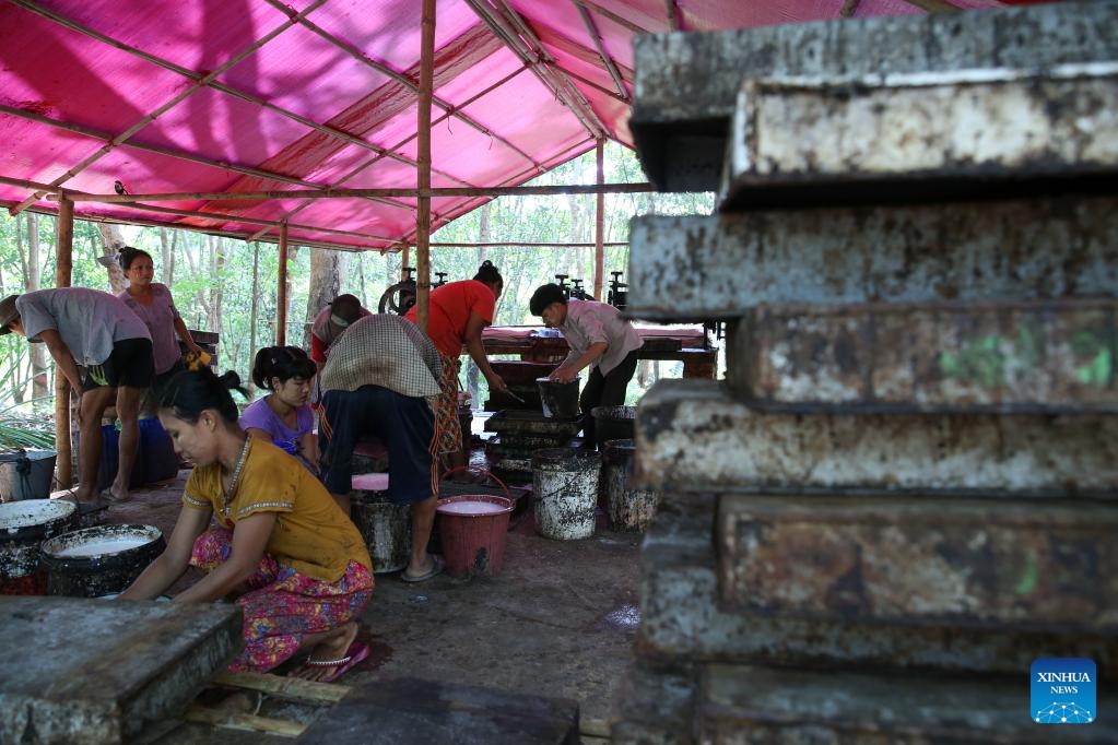 Villagers work at a rubber plantation in Kawhmu Township of Yangon Region, Myanmar, May 8, 2024.(Photo: Xinhua)