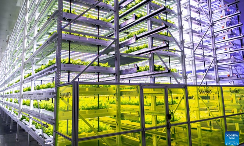 This photo taken on May 8, 2024 shows vegetables growing under LED lighting at Sananbio plant factory in Anxi County of Quanzhou, southeast China's Fujian Province.