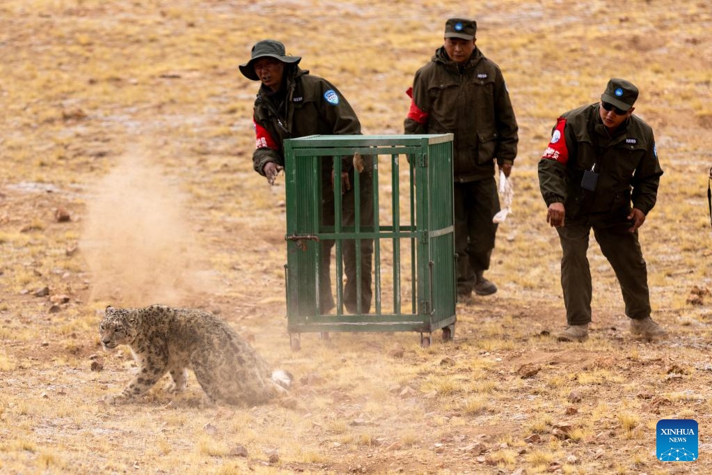 People release a snow leopard at Changtang National Nature Reserve, southwest China's Xizang Autonomous Region, May 7, 2024. An adult snow leopard broke into a sheepfold and killed four sheep in Nyima County in Xizang on Sunday night and was captured by local wildlife conservation department the next early morning. The snow leopard was released into the wild at Changtang National Nature Reserve after physical check and confirmed healthy.(Photo: Xinhua)