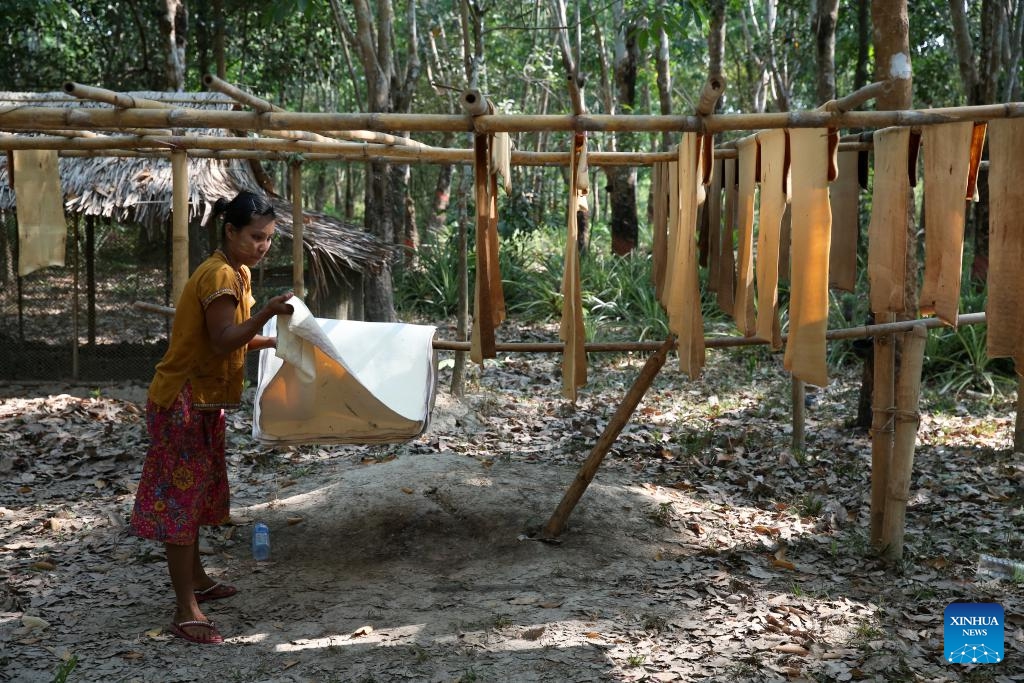 A villager works at a rubber plantation in Kawhmu Township of Yangon Region, Myanmar, May 8, 2024.(Photo: Xinhua)