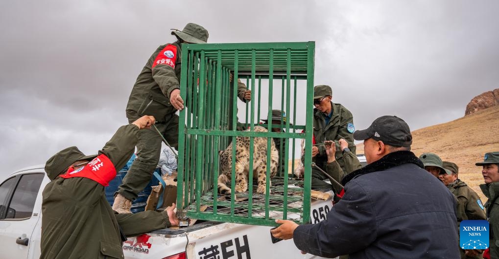 People prepare to release a snow leopard at Changtang National Nature Reserve, southwest China's Xizang Autonomous Region, May 7, 2024. An adult snow leopard broke into a sheepfold and killed four sheep in Nyima County in Xizang on Sunday night and was captured by local wildlife conservation department the next early morning. The snow leopard was released into the wild at Changtang National Nature Reserve after physical check and confirmed healthy.(Photo: Xinhua)