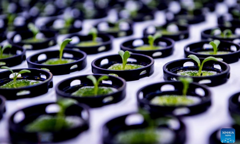 This photo taken on May 8, 2024 shows lettuce seeds growing under LED lighting at Sananbio plant factory in Anxi County of Quanzhou, southeast China's Fujian Province.