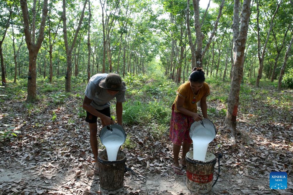 Workers collect latex at a rubber plantation in Kawhmu Township of Yangon Region, Myanmar, May 8, 2024.(Photo: Xinhua)