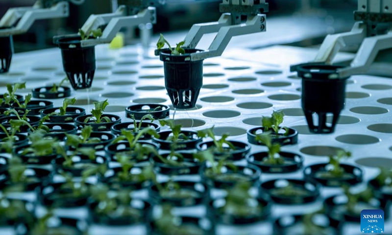 Intelligent robots work at a plant factory of Sananbio in Anxi County of Quanzhou, southeast China's Fujian Province, May 8, 2024. 