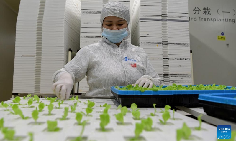 A staff member transplants lettuce seedlings at Sananbio plant factory in Anxi County of Quanzhou, southeast China's Fujian Province, May 8, 2024.
