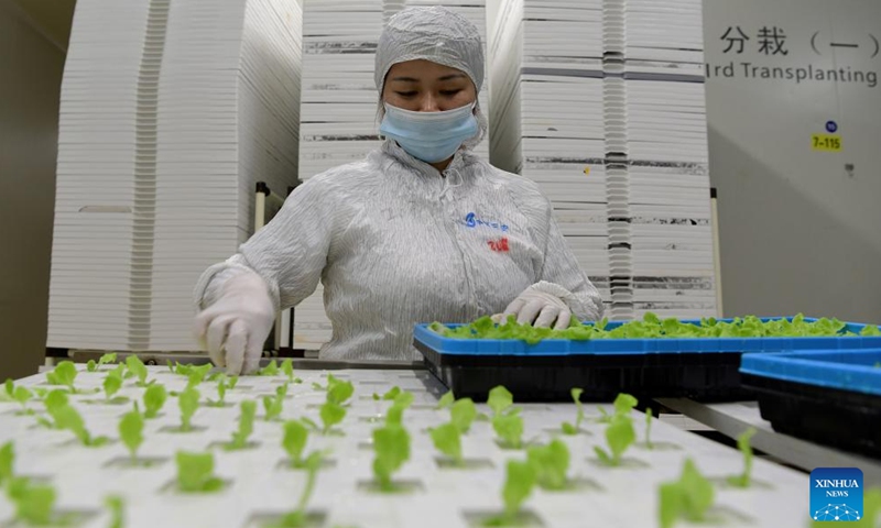 A staff member transplants lettuce seedlings at Sananbio plant factory in Anxi County of Quanzhou, southeast China's Fujian Province, May 8, 2024. 
