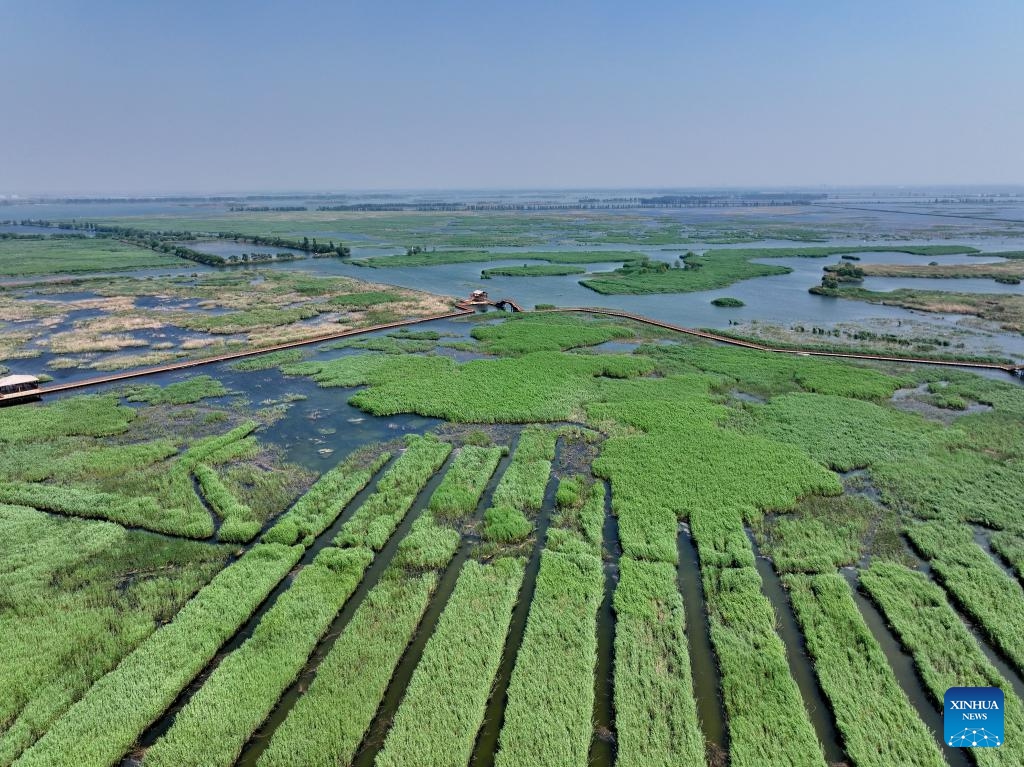 An aerial drone photo taken on May 8, 2024 shows the scenery at Baiyangdian Lake scenic spot in Xiong'an New Area, north China's Hebei Province. Baiyangdian, the largest freshwater wetland in northern China, is located in the Xiong'an New Area in Hebei. Since the Xiong'an New Area was established in 2017, the lake's rehabilitation and protection activities have been bolstered. (Photo: Xinhua)