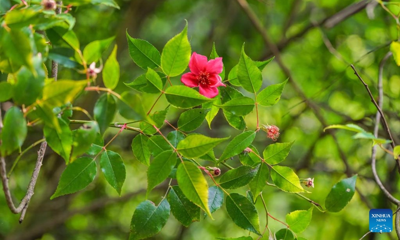 This photo taken on April 14, 2024 shows Rosa lucidissima at the Foding Mountain nature reserve in Shiqian County, southwest China's Guizhou Province. Chinese researchers have discovered Rosa lucidissima, a critically endangered species of Rosa chinensis, commonly known as China rose, in southwest China's Guizhou Province. Photo: Xinhua