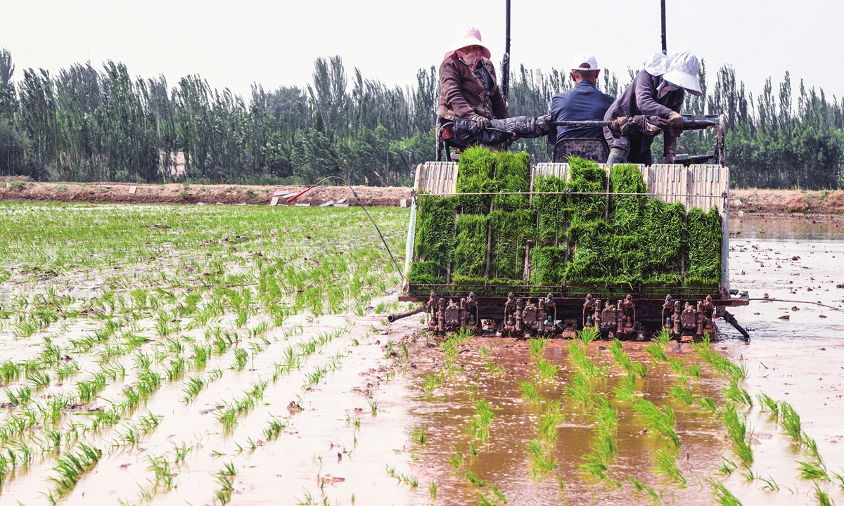 Farmers sow saltwater rice in the fields of Pahatikri Township, Kashgar in Northwest China's Xinjiang on May 13, 2024. The sowing of about 13,000 <em>mu</em> (866 hectares) of saltwater rice has been completed as the temperature goes up. In 2018, the salt-tolerant rice strains were brought here by researchers from South China's Guangdong Province. Photo: VCG